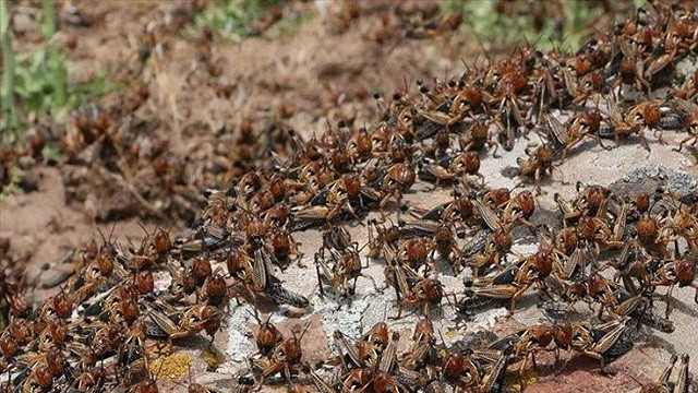 Yine çekirge istilası korkusu! Bir günde 150 km ilerliyorlar