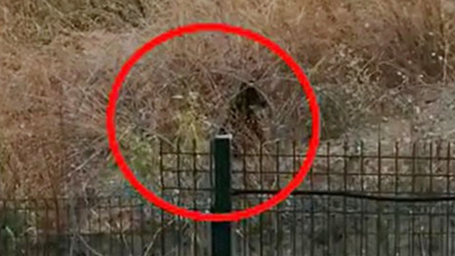 İstanbul'da boz ayı paniği! Vatandaşı korku sardı