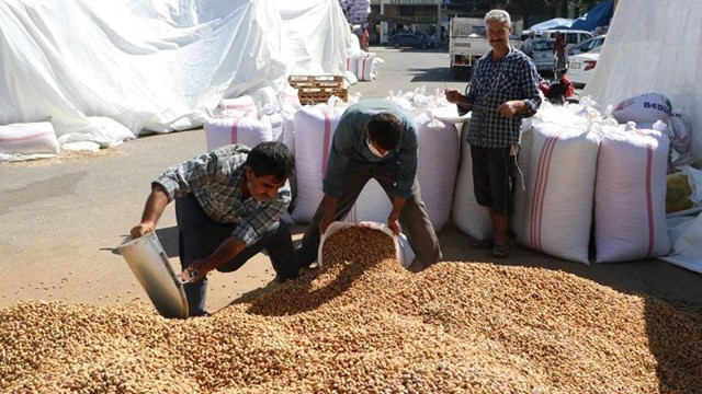 Üretimde yeni rekor! Antep fıstığı fiyatları düşecek mi?