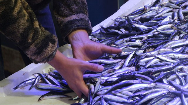 Hamsi fiyatları cep yakıyor