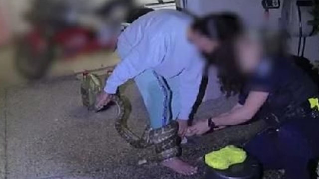 Kurtardığı piton yılanı tarafından saldırıya uğradı
