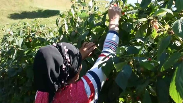 700 metrekare arsada ''süper besin'' yetiştiriyor