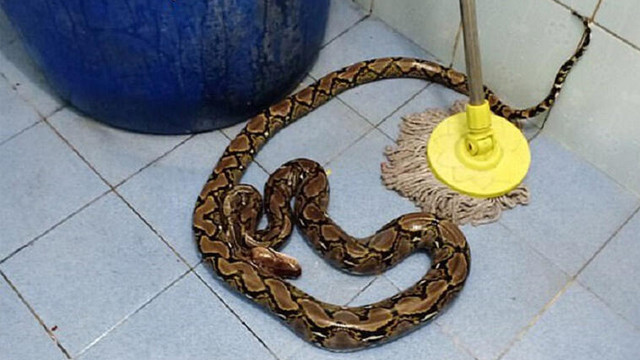 Tuvaleti kullanan kadını piton yılanı ısırdı!