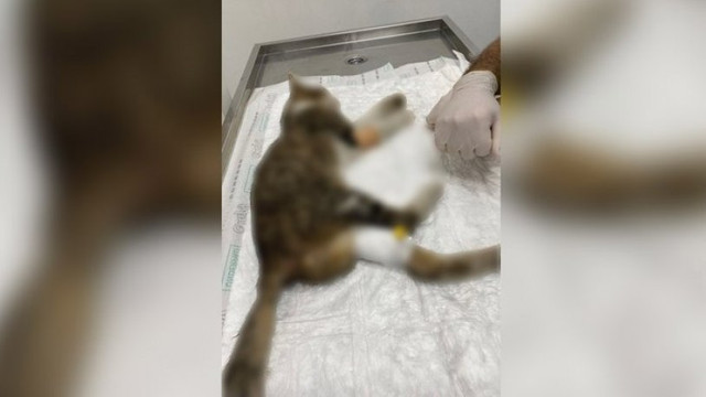 Elleriniz kırılsın! Çok sayıda kedi, fare zehriyle öldürüldü