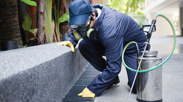 Istanbul Un En Iyi Fare Ilaclama Firmasi Guncel