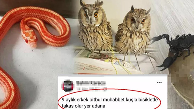 İnternette yasa dışı hayvan ticareti