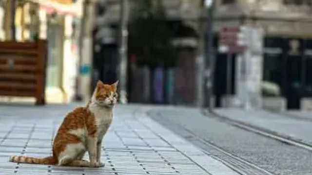 İçişleri Bakanlığı'ndan ''sokağa çıkma kısıtlaması'' açıklaması