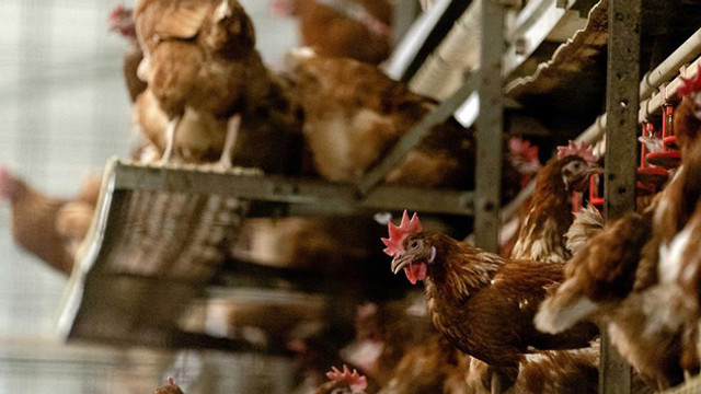 İngiltere'de kuş gribi salgını: 10 binden fazla canlı itlaf edilecek | Dünya