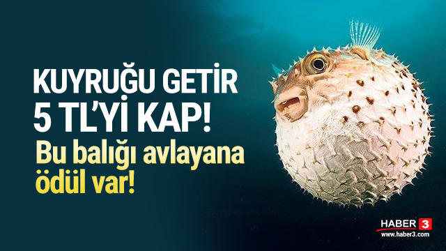 Bu Baligi Avlayana Odul Var Kuyrugu Getir 5 Tl Yi Kap Ekonomi