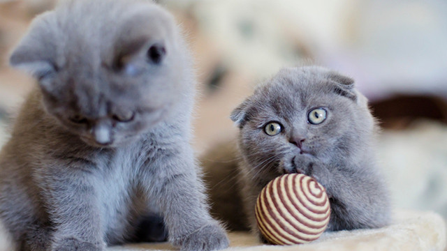 Scottish Fold Kedi Tum Ozellikleri Ve Karakteri Guncel
