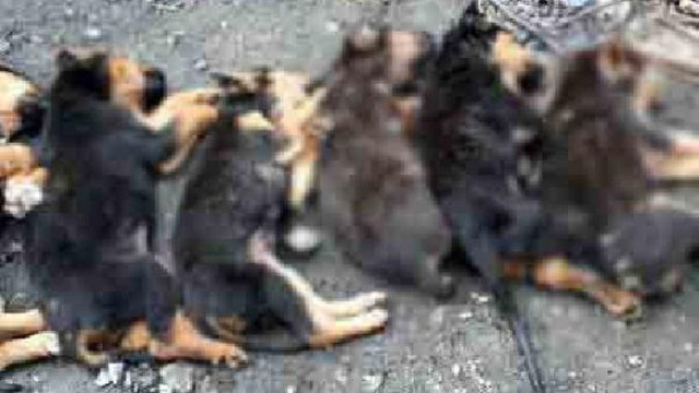 Zonguldak'ta yavru köpekleri zehirledi !