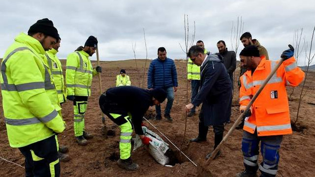Başkent'te meyve fideleri toprakla buluşuyor