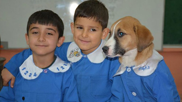 Türkiye onları konuşuyor: Fındık köpek, okula başladı!