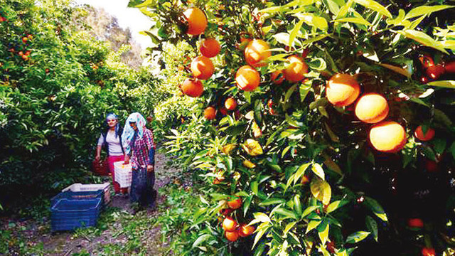 Narenciye çetesi üreticinin kabusu oldu! Tonlarca ürünü böyle çaldılar