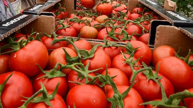 Rusya, Türkiye’den domates kotasını üçte bir oranında artırdı