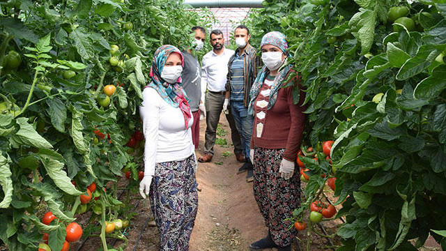 Kumluca sera üreticisine koronavirüs molası yok