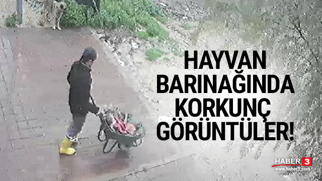 Belediyenin hayvan barınağında korkunç görüntüler!