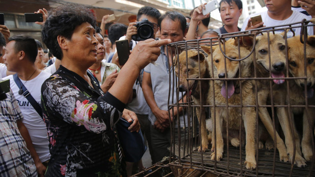 Çin'de kedi ve köpek eti satışı yasaklanıyor