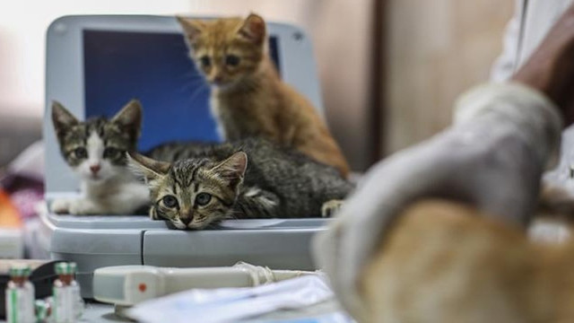 Korkutan ayrıntı: 6 kedi semptom göstermeden virüs bulaştırdı