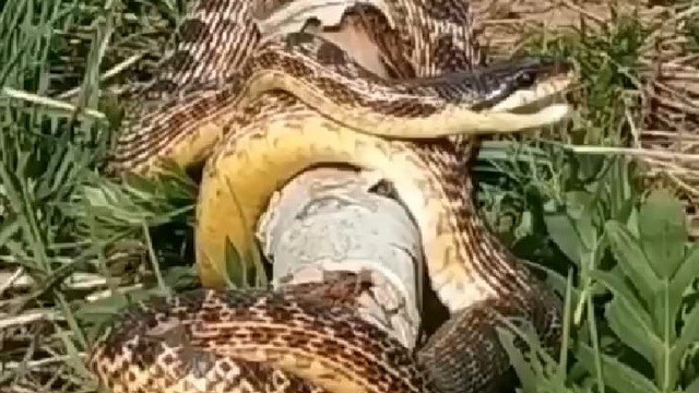 Türkiye'de görülen devasa yılan korku saçtı!