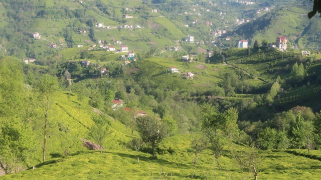 50 bin çay üreticisi memleketlerine dönüyor!