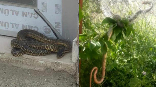 Şehri yılanlar bastı!