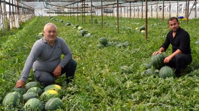 Kavun-karpuz sezonu açılıyor!