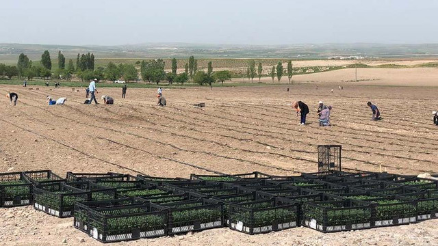 Ankara'da ekinler halka ücretsiz dağıtılacak