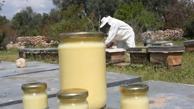 Sahte arı sütüne dikkat! Kilosu 10 bin liranın altındakileri almayın
