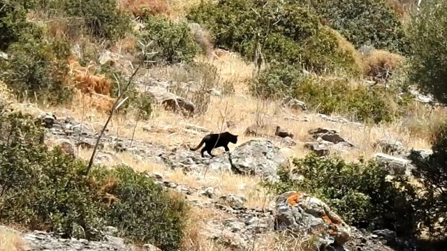 Bodrum'da jaguar sanılan hayvanın sırrı çözüldü