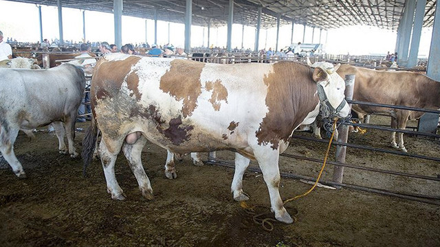 Bilim Kurulu'ndan Kurban Bayramı öncesi ''hisseli kurban'' uyarısı!