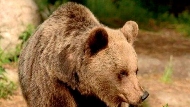 Baba ve oğluna saldıran ayının öldürülmesine karar verildi! İtalya karıştı