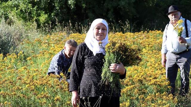 Altın sarısı çiçekleriyle büyüleyen kantaron hasat edildi