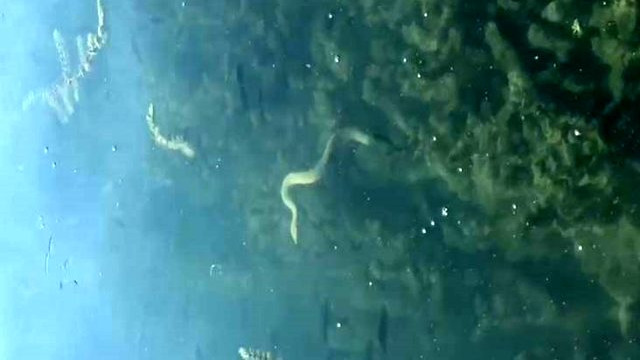 1999 depremi öncesi görülen yılanlar yine ortaya çıktı