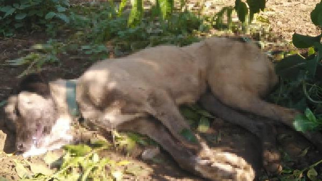 Bursa'da köpek katliamı!