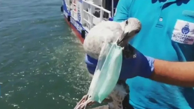 Boğazına maske dolanan martıyı İBB kurtardı
