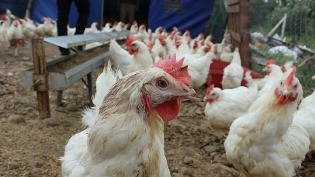 ''Biyodizel yağı tavuk yemi yapıldı'' ihbarı ortalığı karıştırdı!