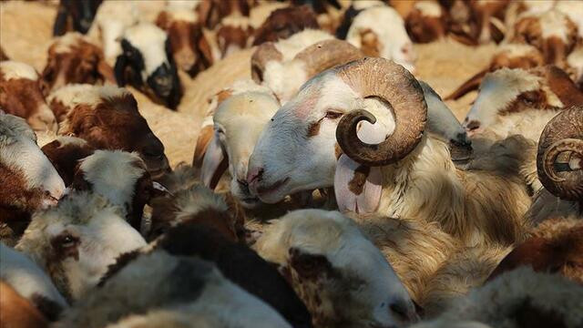 Diyanet'ten 'kurbanlık' uyarısı! Caiz değil