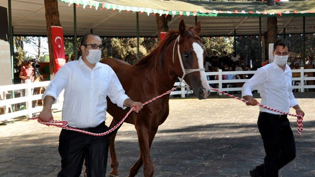 Yarış tayları ev fiyatına satıldı