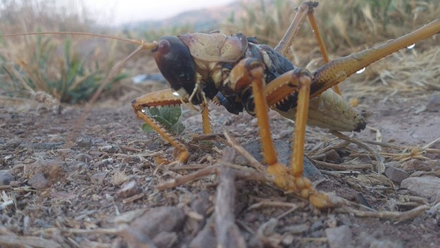 Adıyaman'da görüntülendi! Dev çekirge şaşkına çevirdi