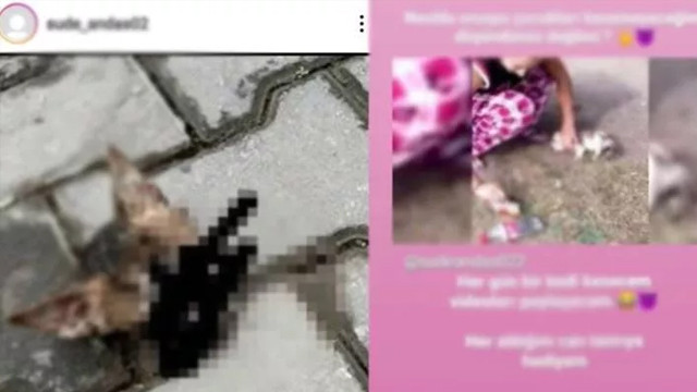 Hayvanlara işkence paylaşımına Valilikten açıklama geldi!