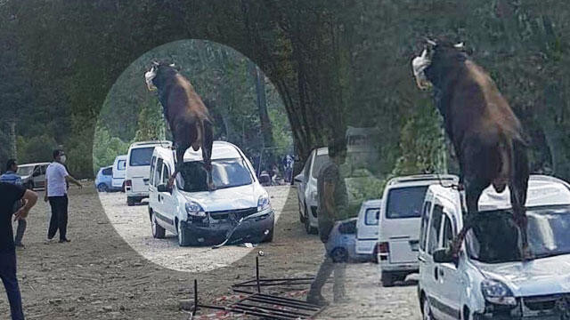 Kesime götürülen boğa ortalığı savaş alanına çevirdi