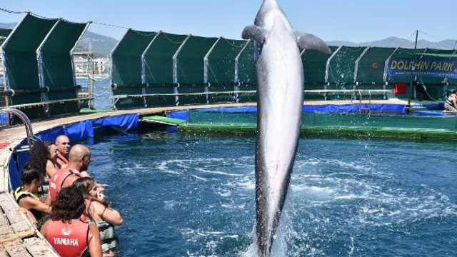 Marmaris'teki ünlü yunus parkı mühürlendi
