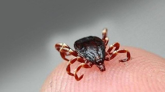 Yine Çin yine salgın! Kene ısırığı nedeniyle 7 kişi öldü