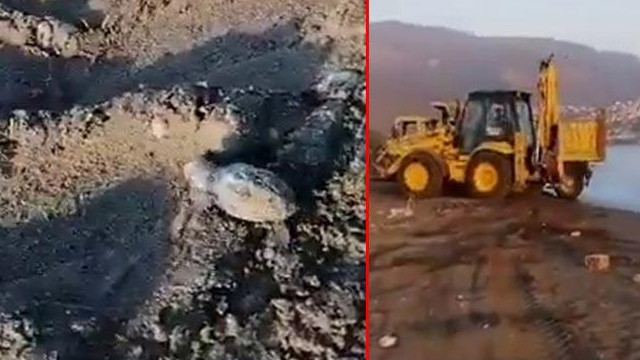 Antalya Finike'de iş makineleri caretta yuvarlarına zarar veriyor