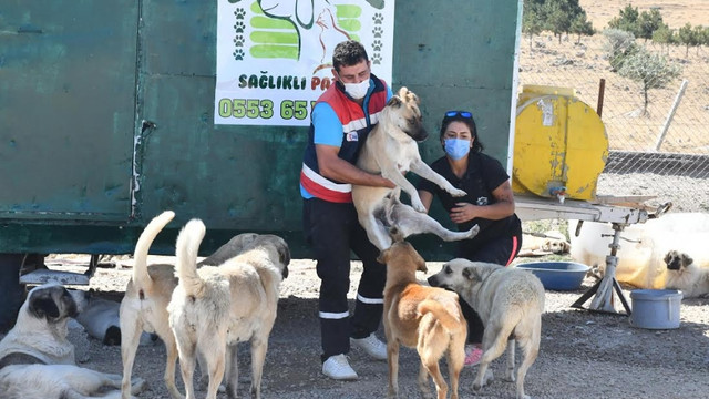 Ankara'da büyükşehir can dostlara desteğe devam ediyor
