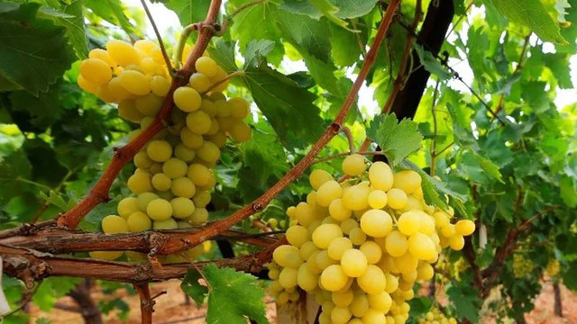 Üzüm ihracatı bir ayda 37,5 milyon dolar kazandırdı