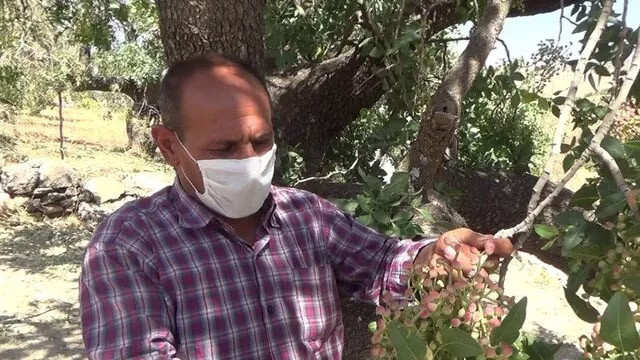 Siirt'te bıttım fiyatları 200 lirayı bulacak
