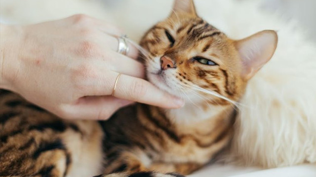 Hollanda'da kaybolan kedi Belçika'da bulundu