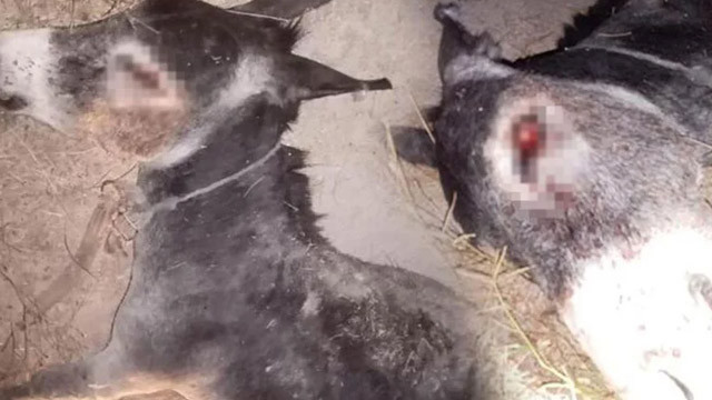 Bunun adı vahşet! İşkence edilerek öldürülen eşeğin gözlerini oyulmuş
